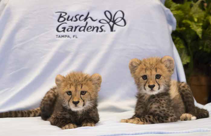 Busch Gardens Welcomes Baby Cheetahs
