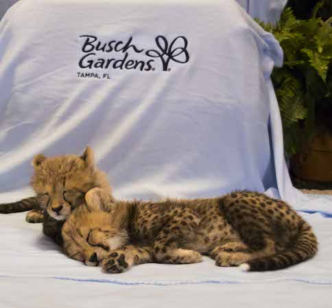 Busch Gardens Welcomes Baby Cheetahs