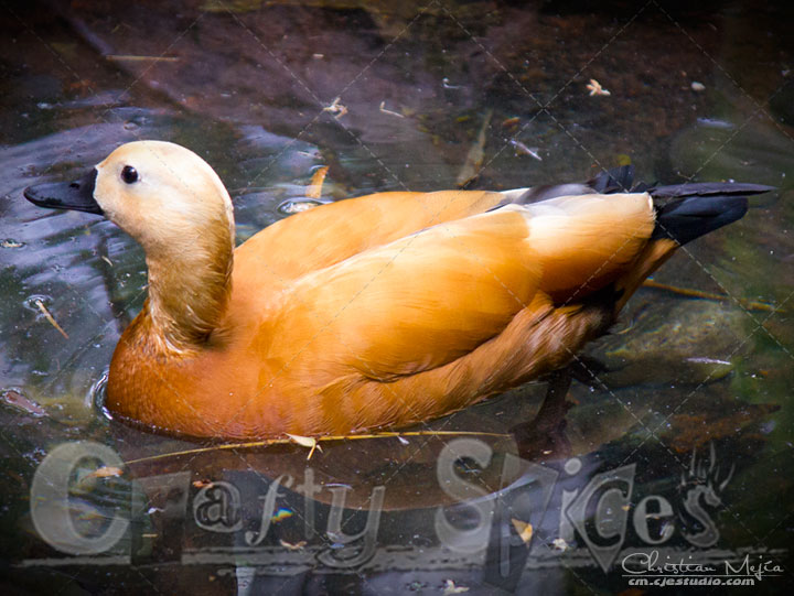 Orange Duck