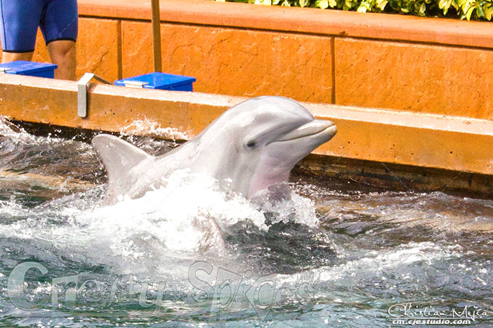 Lovely Dolphin