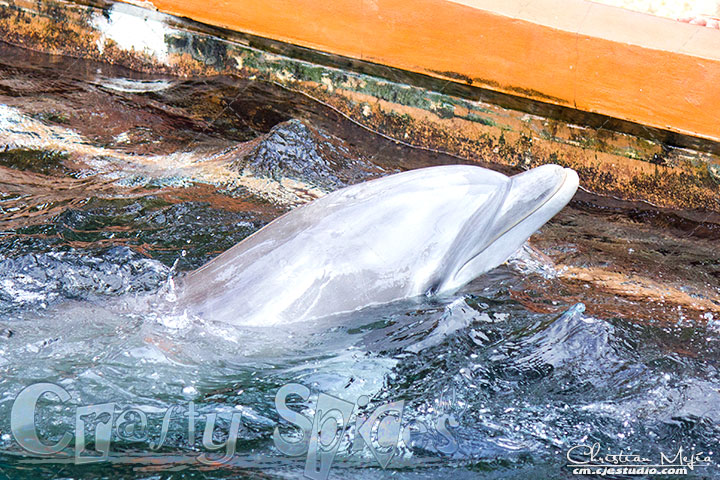 Dolphin